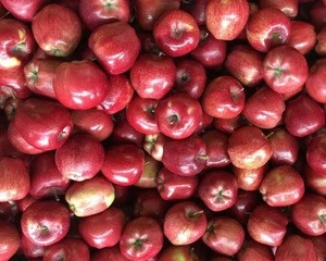 Quality Fresh Red Fuji Apple
