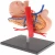 Import School Teaching Aid stomach anatomy model from China