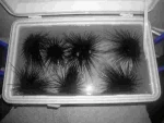 sea urchin