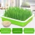 Import Seed Sprouter Kitchen Seed Sprouting Tray Soil-Free Garden Seed Sprouting Container with Lid from China