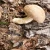 Spore Wood Drill Bit for Mushroom Logs Inoculation with Mushroom Plugs