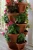 Import Stacking Planters-Garden Planter-Flower Pot- Terracotta Stone Black Tuscany- 5 Tier from USA