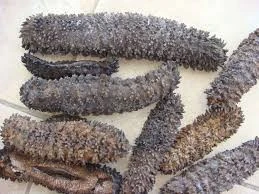 Stichopus japonicus, dried sea cucumber