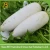 Import sweet white radish from China