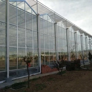 The turnkey multi-span  polycarbonate greenhouse project for vegetable production
