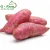 Import TOP QUALITY fresh purple sweet potato or yellow sweet potato from Vietnam