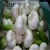 Import white fresh garlic with high quality & great specifications from Egypt