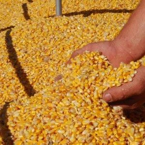 Yellow corn/Best quality/ competitive price/Fast delivery time