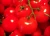 Import Tomato from Algeria