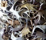 Red Deer Antlers – Export Grade