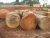 Import Acacia swan Log for sale from South Africa