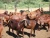 Import Live Kalahari Red Goats 100% healthy / Live Kalahari Goats 100% healthy with all certificates. from South Africa