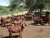 Import Live Kalahari Red Goats 100% healthy / Live Kalahari Goats 100% healthy with all certificates. from South Africa