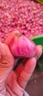 Fresh Onion