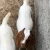 Import Live Pure Breed Boer Goat from South Africa