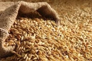 BEST QUALITY BARLEY FOR SALE