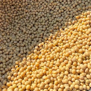 ood Grade Dry Yellow Soybean Seed Non Gmo Soybeans