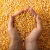 Import High Quality Dried GMO Yellow Corn with Moisture Level Below 14% Offered in Bulk Packaging for Direct Farm Supply from Germany