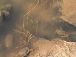 Live mud crab