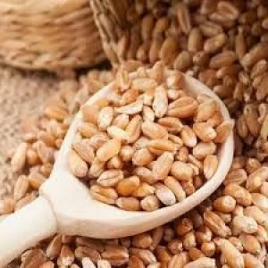 Best Market Price Wheat Grain In Bulk 100% Pure & Nutrition Wheat Grain