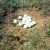Import Fresh fertile hatching Ostrich eggs for sale from South Africa