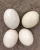 Import Fresh fertile hatching Ostrich eggs for sale from South Africa