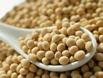 Non Organic Soybean / GMO Organic Soybeans / Soybean Seeds
