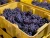 Import concord grapes from South Africa