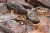 Import Wholesale Natural Blue Copper Ore Incense Stone for Home DecorationNatural blue copper ore from Germany