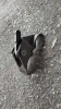 Heavy-Duty Mountain Type Card Clamp – Durable Metal Fastener for Secure Fixing