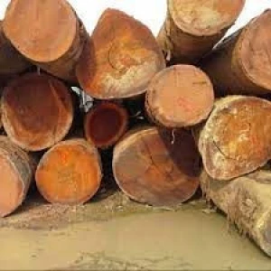 Tali Wood Log