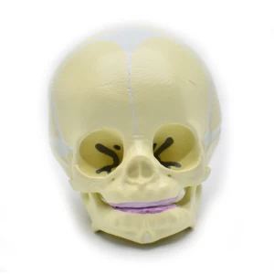 PVC Fetal Skull Model, Baby Skull Model