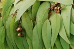 Eucalyptus oil