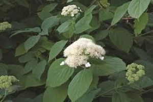 Wild Hydrangea best price of Wild Hydrangea