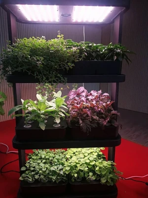 Indoor Hydroponic Growing Systems