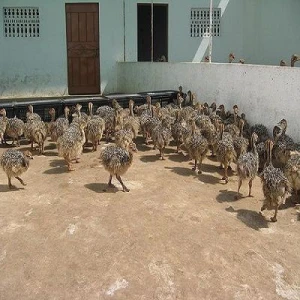 Vaccinated ostrich chicks for sale
