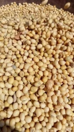Clean Soya beans