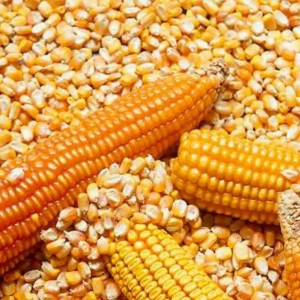 Argentine high-quality yellow corn