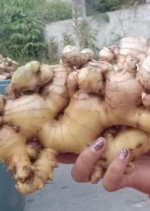 [SUPER QUALITY] INDONESIAN Simalungun Fresh Ginger