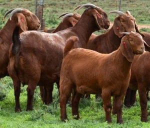 Live Kalahari Red Goats 100% healthy / Live Kalahari Goats 100% healthy with all certificates.