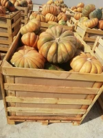 squash