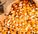 High Quality Dried GMO Yellow Corn with Moisture Level Below 14% Offered in Bulk Packaging for Direct Farm Supply