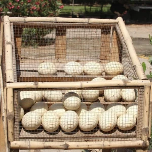 Fresh fertile hatching Ostrich eggs for sale