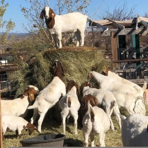 Live Pure Breed Boer Goat