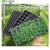 Import 128 Cell PS Plastic Plug Seed Starting Grow Germination Tray for Greenhouse Vegetables Nursery from China