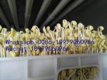 300kg per day  sprout sprouter capacity automatic water cycle green yellow soyaben bean sprout cultivation machine