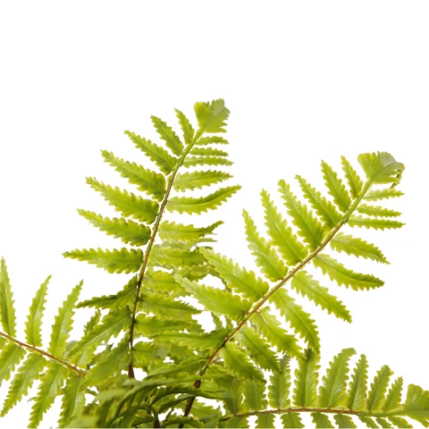 36cm Independent-Design Artificial Fern Plant With Green Leaves Are Suitable For Home And   Office Decor