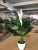 Import Artificial peace lily plant peace lily flower white flowers from China