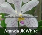BB Orchids, Orchid plants fresh from Thailand : Aranda JK White