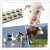 Import Best price and high quality GMP product Florfenicol Injection for animal from China